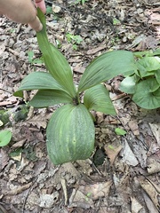 Veratrum nigrum