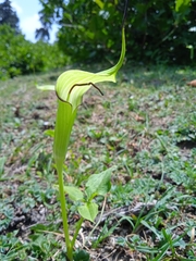 Arisaema jacquemontii