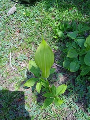 Arisaema jacquemontii