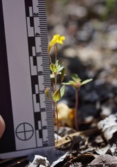 Erythranthe pulsiferae