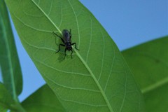 Cordilura