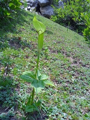 Arisaema jacquemontii