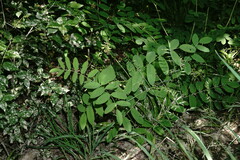Astragalus glycyphylloides