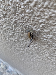 Eupholidoptera smyrnensis