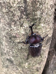 Trypoxylus dichotomus tsunobosonis