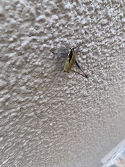 Eupholidoptera smyrnensis