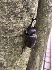 Trypoxylus dichotomus tsunobosonis