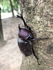 Trypoxylus dichotomus tsunobosonis