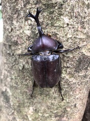 Trypoxylus dichotomus tsunobosonis