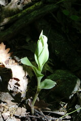 Epipactis krymmontana