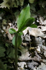 Epipactis krymmontana