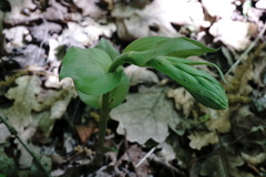 Epipactis krymmontana