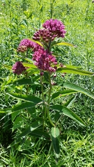 Asclepias purpurascens