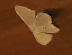 Idaea straminata