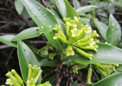 Peddiea africana