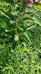 Asclepias purpurascens