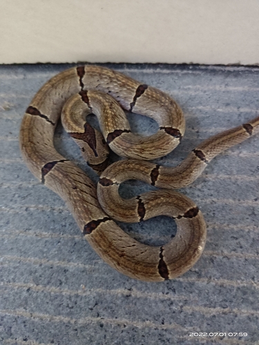 Chinese Kukri Snake