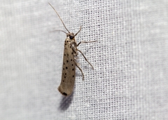 Yponomeuta sedellus