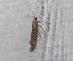 Yponomeuta sedellus