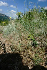 Trinia glauca