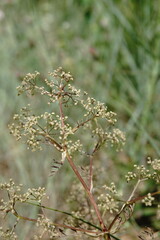 Trinia glauca