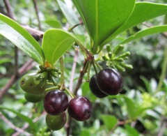 Peddiea africana