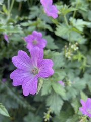 Geranium