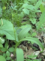 Veratrum maackii