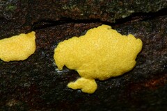 Trichoderma victoriense