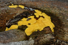 Trichoderma victoriense