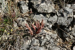 Sedum hispanicum