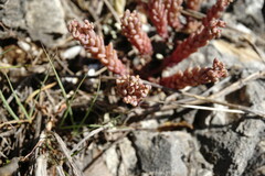 Sedum hispanicum