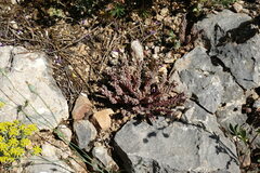 Sedum hispanicum