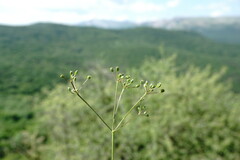 Trinia glauca