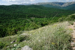 Stipa lithophila