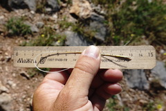 Stipa lithophila