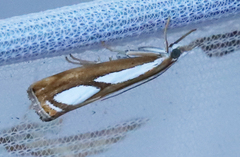 Catoptria permutatellus