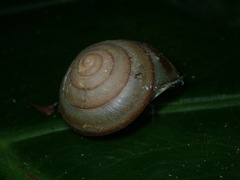 Satsuma succincta