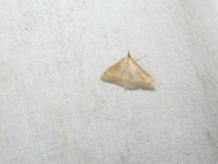 Paratalanta pandalis