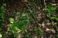 Polygala supina supina