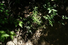 Polygala supina supina