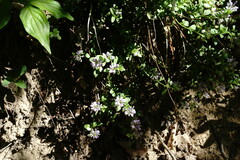 Polygala supina supina