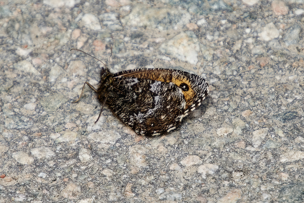 Oeneis jutta terraenovae