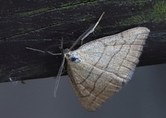 Polypogon tentacularia