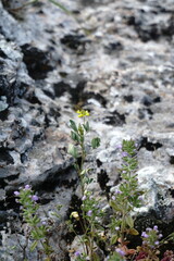 Melilotus neapolitanus