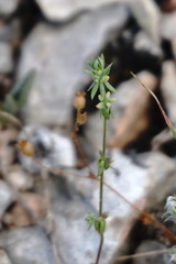 Galium verticillatum