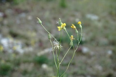 Crepis ramosissima