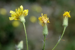 Crepis ramosissima