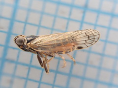 Hyalesthes