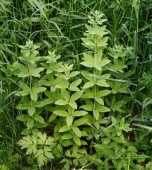 Hylotelephium verticillatum